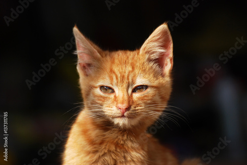 Portrait of a little yellow-orange newborn kitten