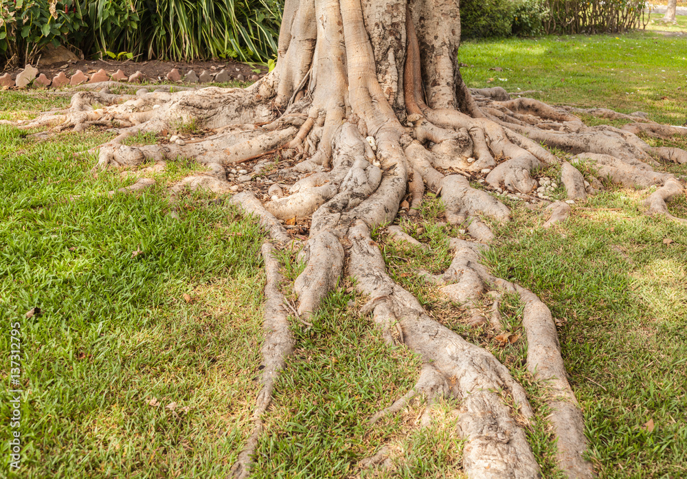 Obraz premium Tree roots