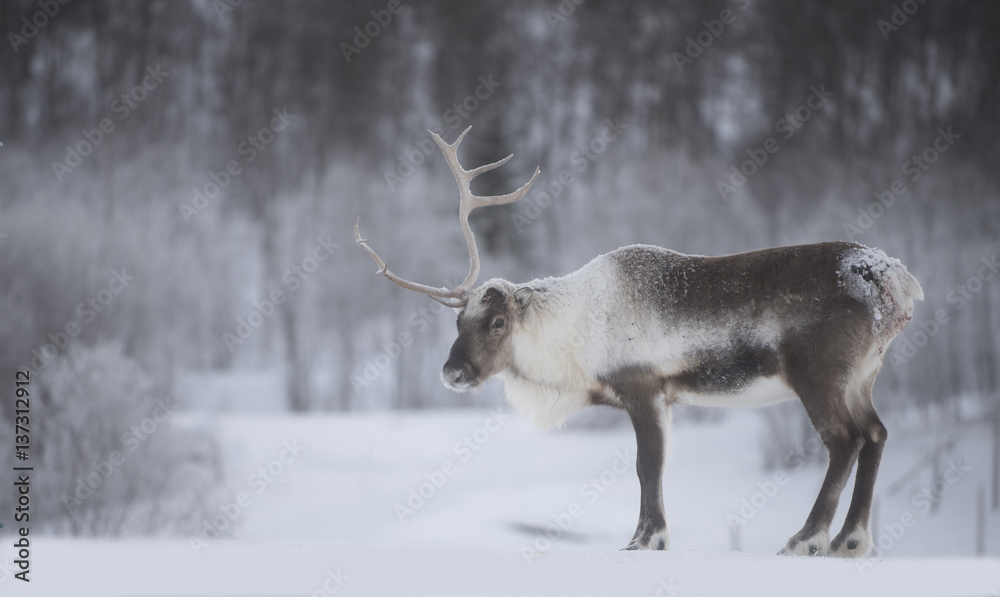 Fototapeta premium reindeer
