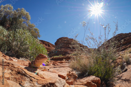 Lizard in the sun photo