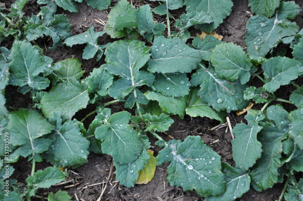 Late autumn field where growing winter rape Late autumn field where growing winter rape