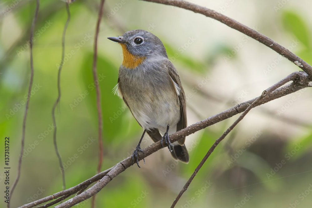 The taiga flycatcher or red-throated flycatcher is a species of migratory bird in the family Muscicapidae. The female has brown upper parts with a blackish tail flanked by white. The breast are buffis The taiga flycatcher or red-throated flycatcher is a species of migratory bird in the family Muscicapidae. The female has brown upper parts with a blackish tail flanked by white. The breast are buffis