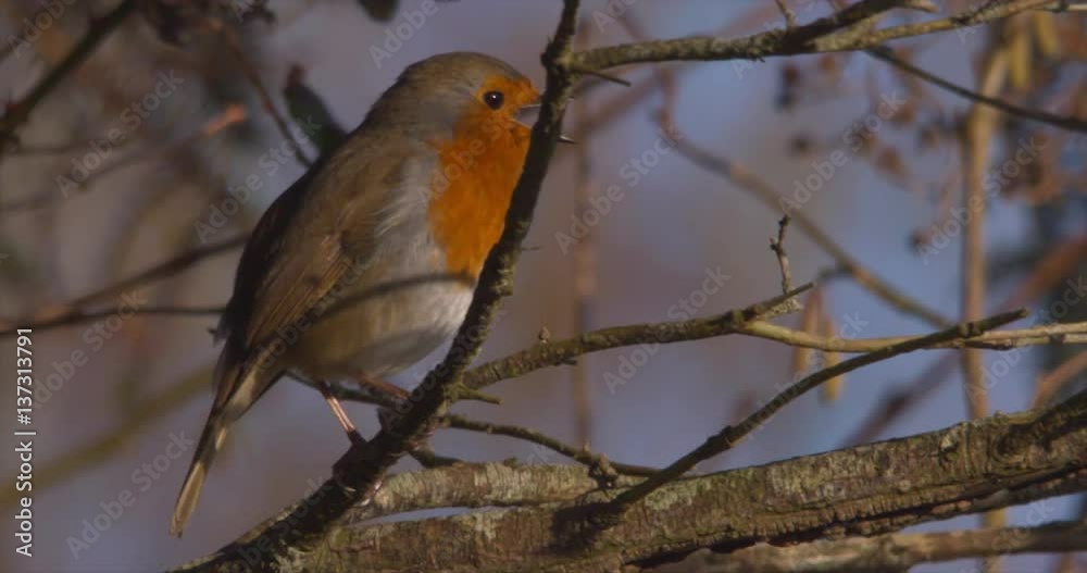 Robin singing in tree brRobin singing in tree branchesanches 4414 Robin singing in tree brRobin singing in tree branchesanches 4414