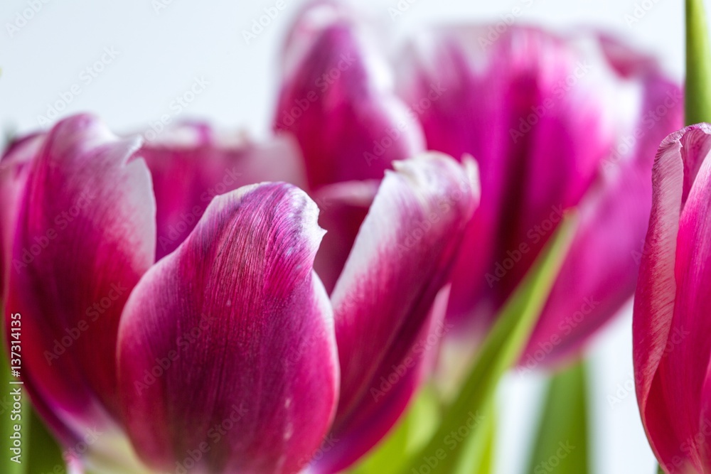 Fototapeta premium Beautiful two colored tulips close up on white background