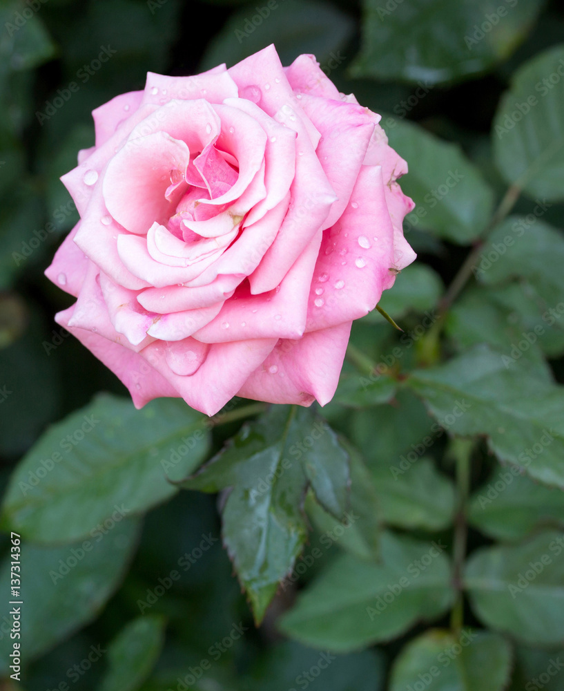 pink rose flower with water drop pink rose flower with water drop