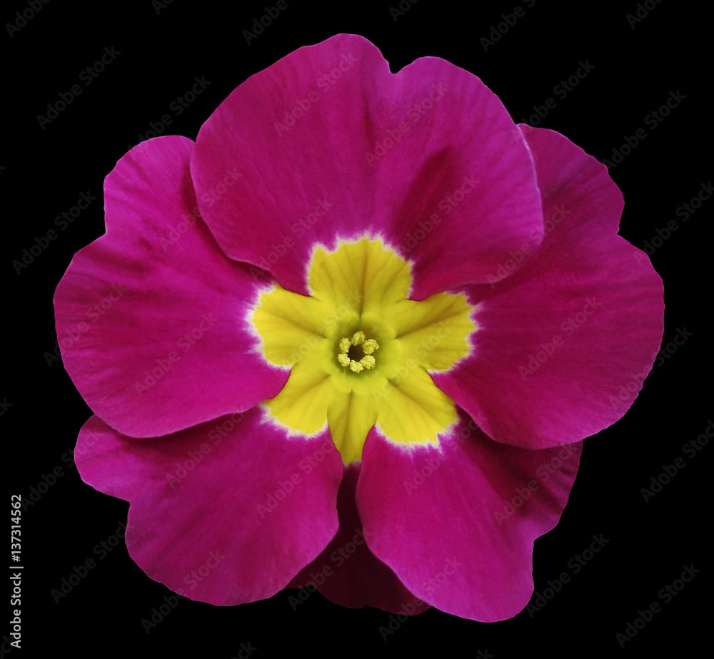 pink violets flower black isolated background with clipping path. Closeup. no shadows. For design. Nature.