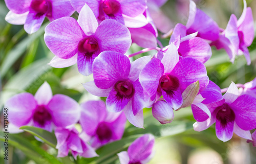 Purple phalaenopsis orchid flower © aopsan