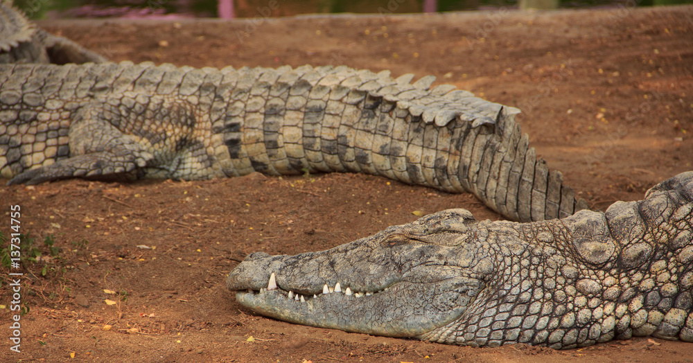 Fototapeta premium Crocodile du nil