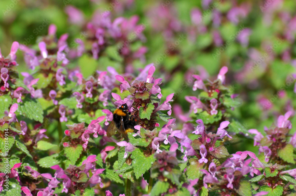 Bumble bee collects nectar on a wild flowers in the meadow Bumble bee collects nectar on a wild flowers in the meadow