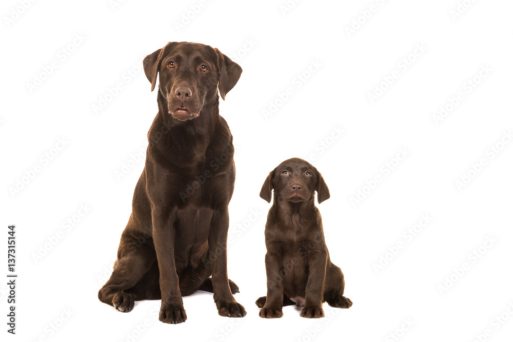Female chocolate brown labrador retriever dog and puppy sitting isolated on a white background