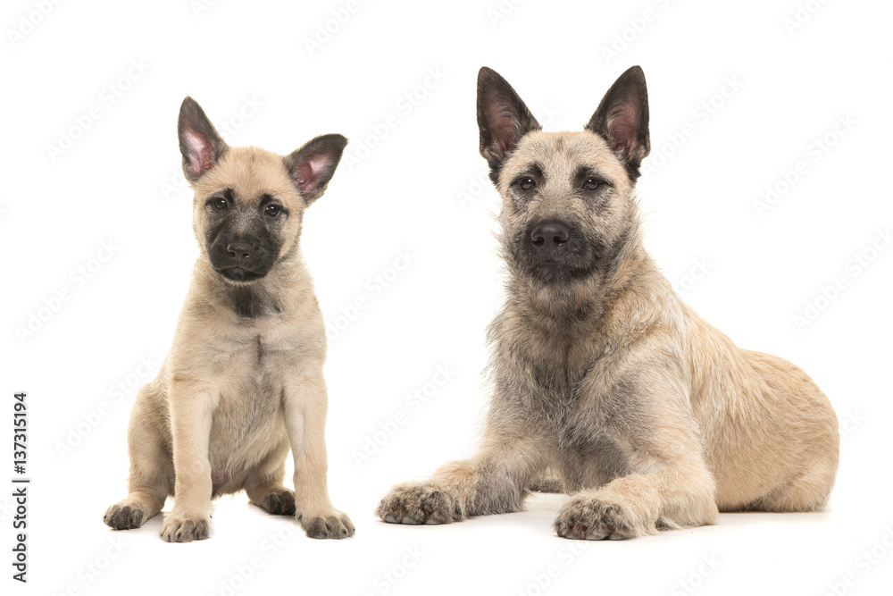 Blond Dutch wire-haired shepherd adult dog lying on the floor with a sitting puppy both facing the camera isolated on a white background