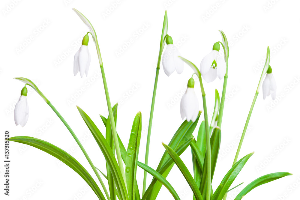 Spring snowdrops isolated on white background Spring snowdrops isolated on white background