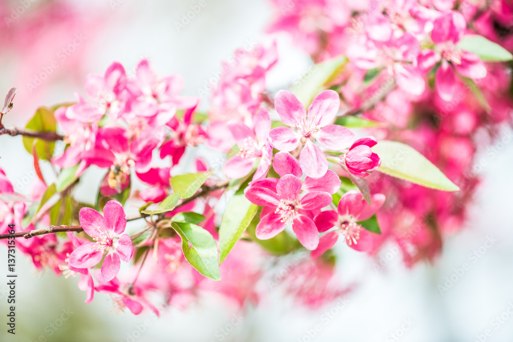 beautiful garden spring flowers