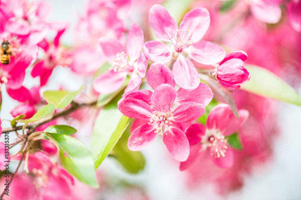 beautiful garden spring flowers