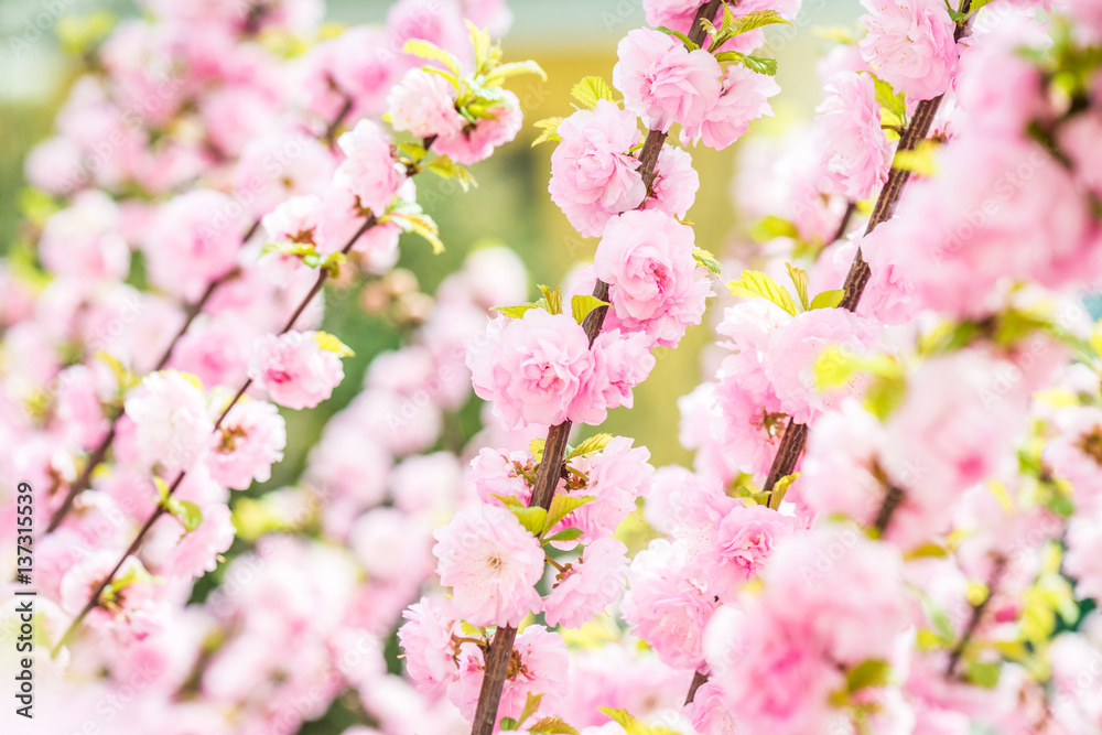 beautiful garden spring flowers beautiful garden spring flowers