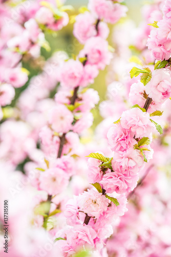 beautiful garden spring flowers