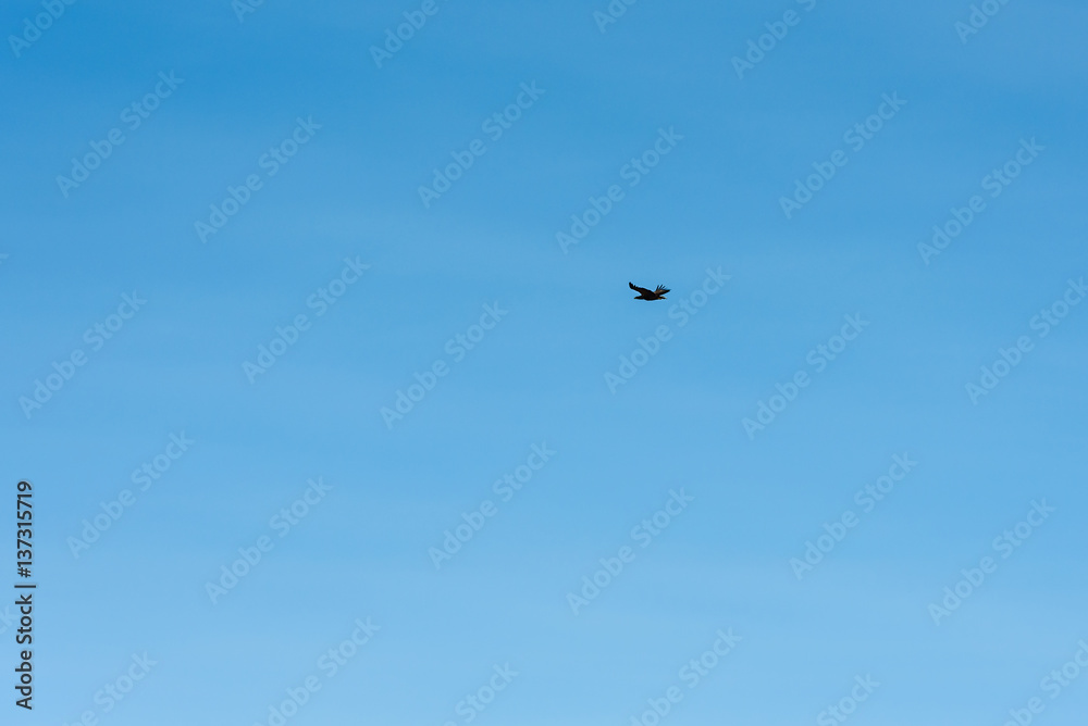 White-tailed eagle (Haliaeetus albicilla) soaring in blue sky. This is how you normally see them. Far away and high above. White-tailed eagle (Haliaeetus albicilla) soaring in blue sky. This is how you normally see them. Far away and high above.