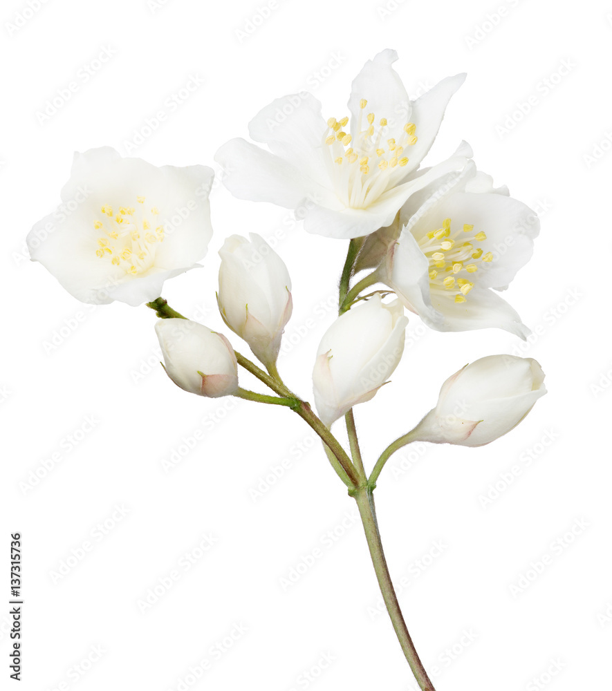 Fototapeta premium four jasmine buds and three blooms on white