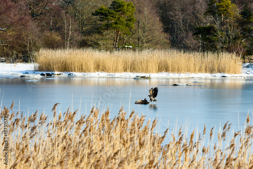 Two fighting white-tailed eagle (Haliaeetus albicilla) on frozen sea in coastal landscape in winter. Reed in foreground. Location Hjortahammar in Blekinge, Sweden.