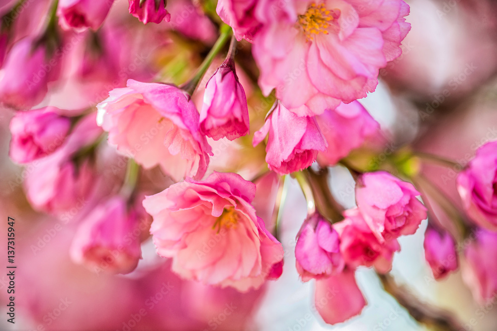 Obraz premium Spring Cherry blossoms, pink flowers.