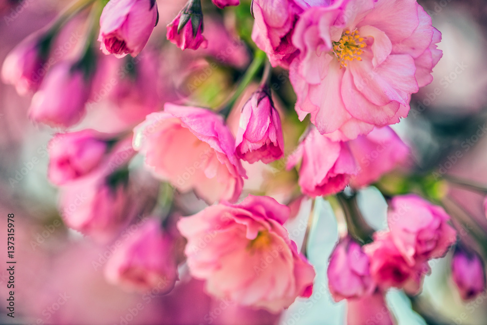 Spring Cherry blossoms, pink flowers.