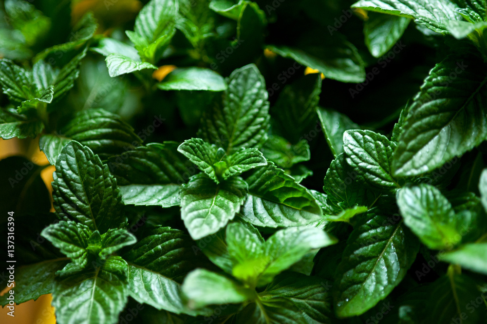 fresh mint plant Stock Photo Adobe Stock