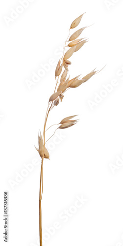 brown dry ear of oat isolated on white © Alexander Potapov