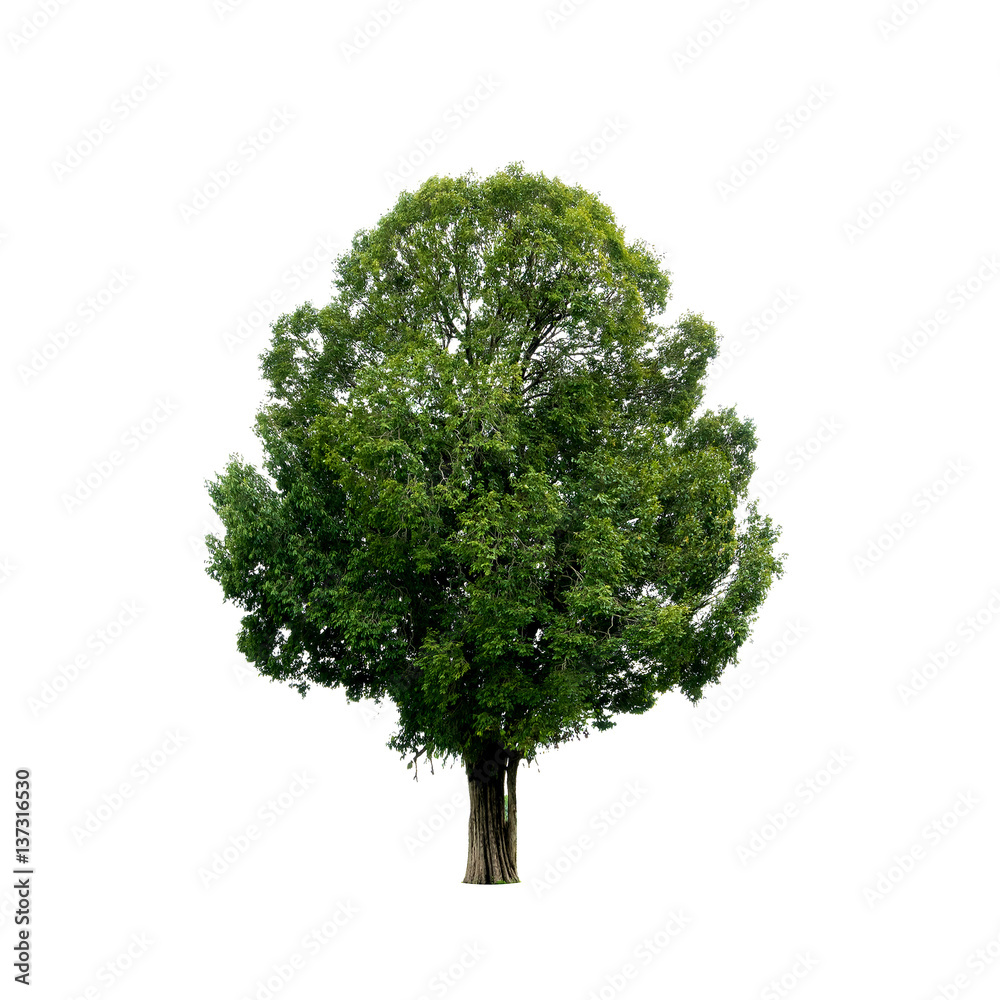 Fototapeta premium Tree isolated on white.