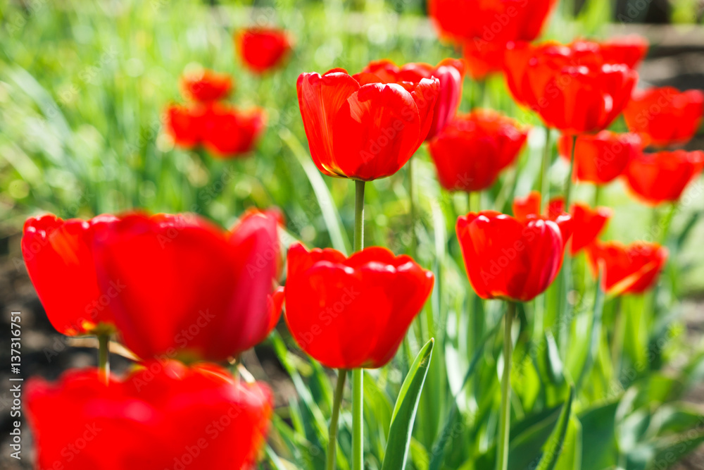 Beautiful scarlet red tulips flowerbed closeup. Flower background Beautiful scarlet red tulips flowerbed closeup. Flower background
