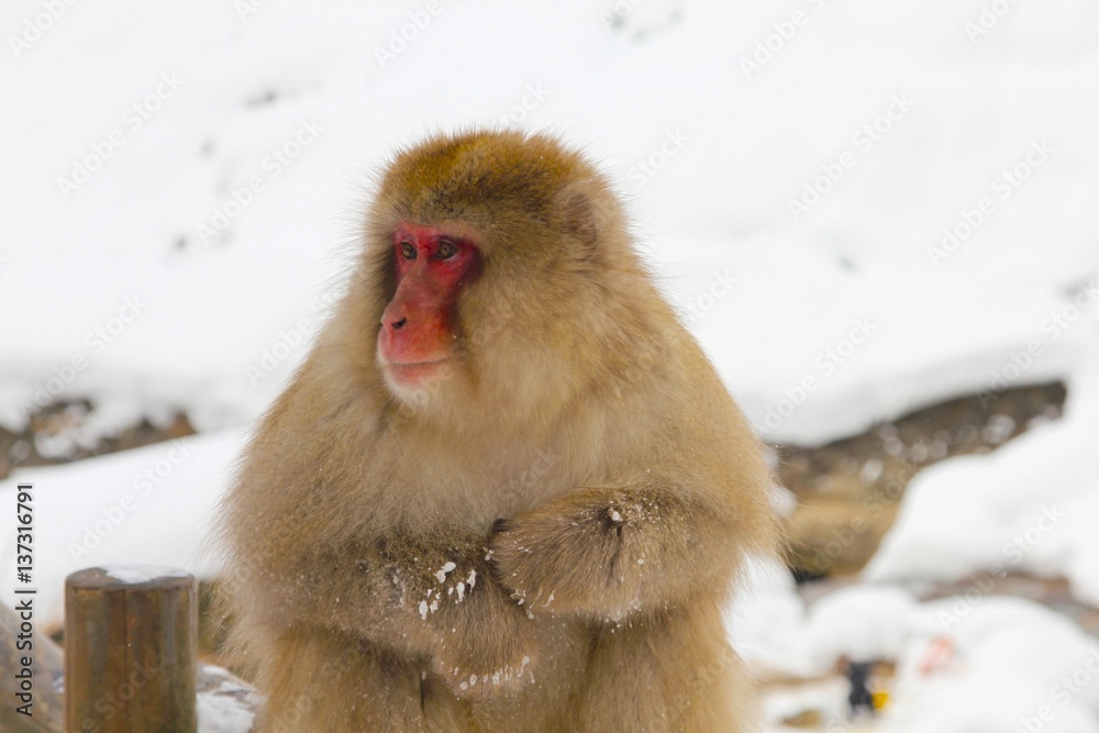 Obraz premium japanese snow monkey