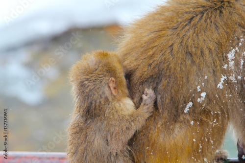 japanse snow monkey with young photo