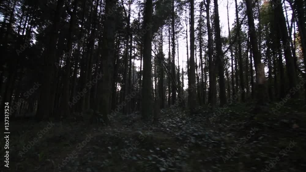 Walking alongside row of trees in forest at dusk Walking alongside row of trees in forest at dusk