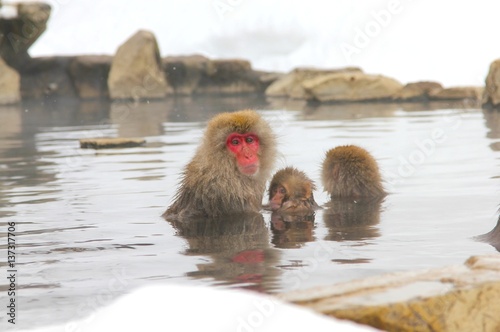 snow monkey family taking a bath in hot spring