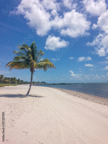 Fototapeta Naklejka Na Ścianę i Meble -  Key west Florida, lonely palm tree