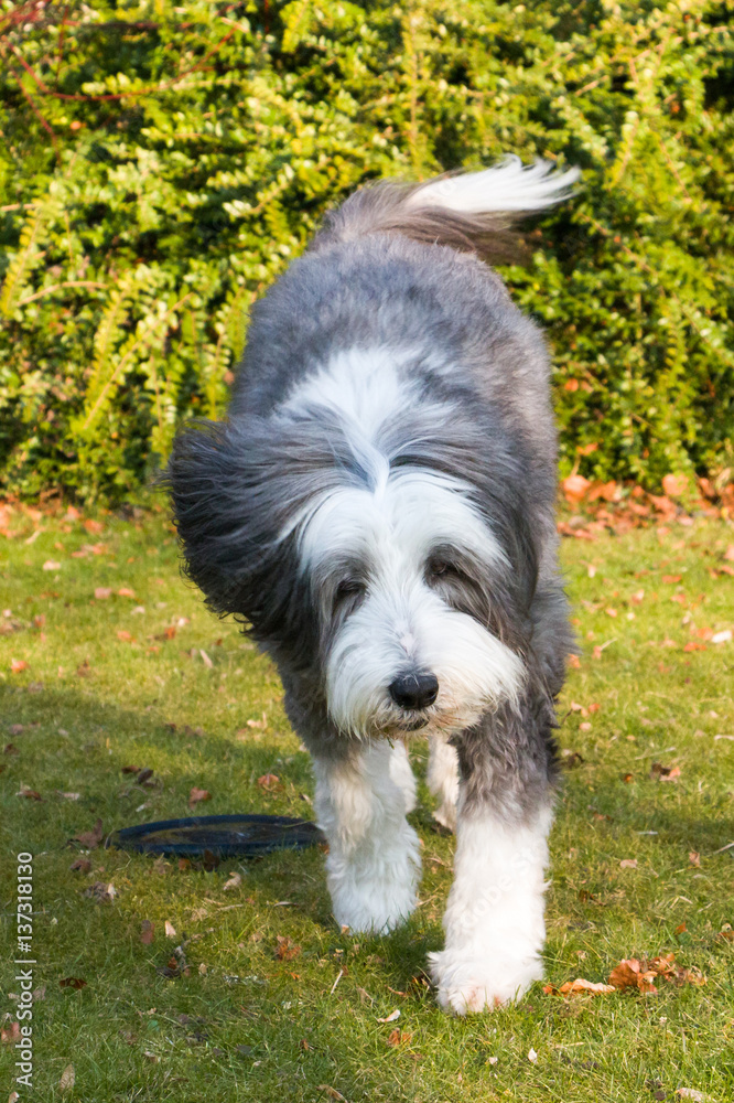 Fototapeta premium Bearded Collie playing in the garden