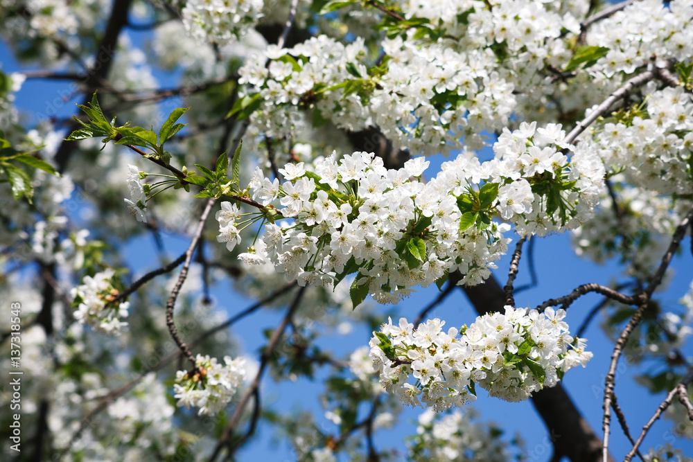 Cherry tree spring blossom, branch with flowers closeup Cherry tree spring blossom, branch with flowers closeup