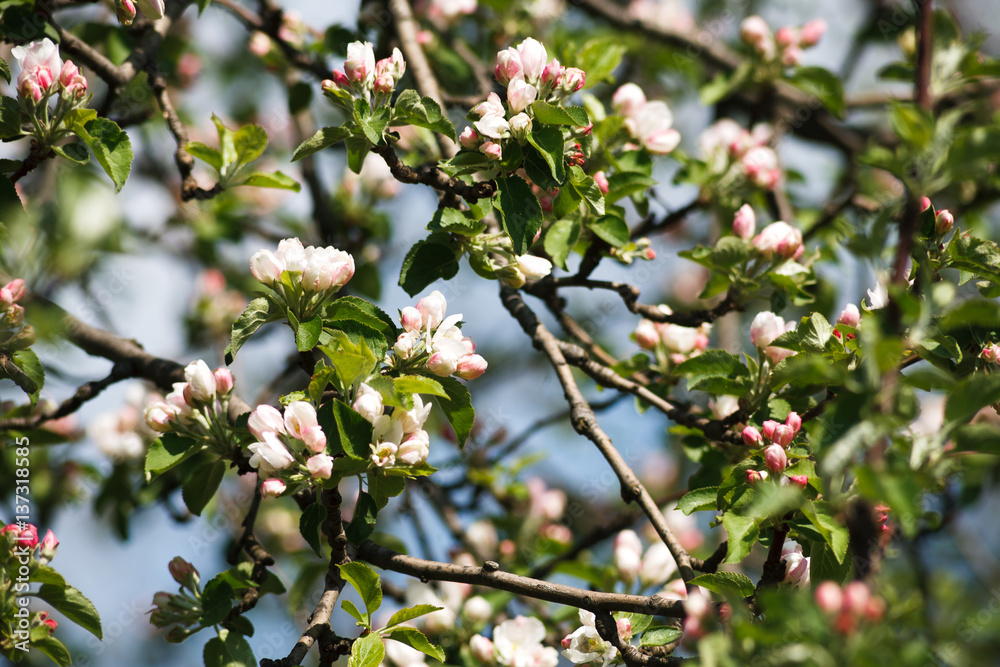 Apple tree spring blossom, branch with flowers closeup Apple tree spring blossom, branch with flowers closeup