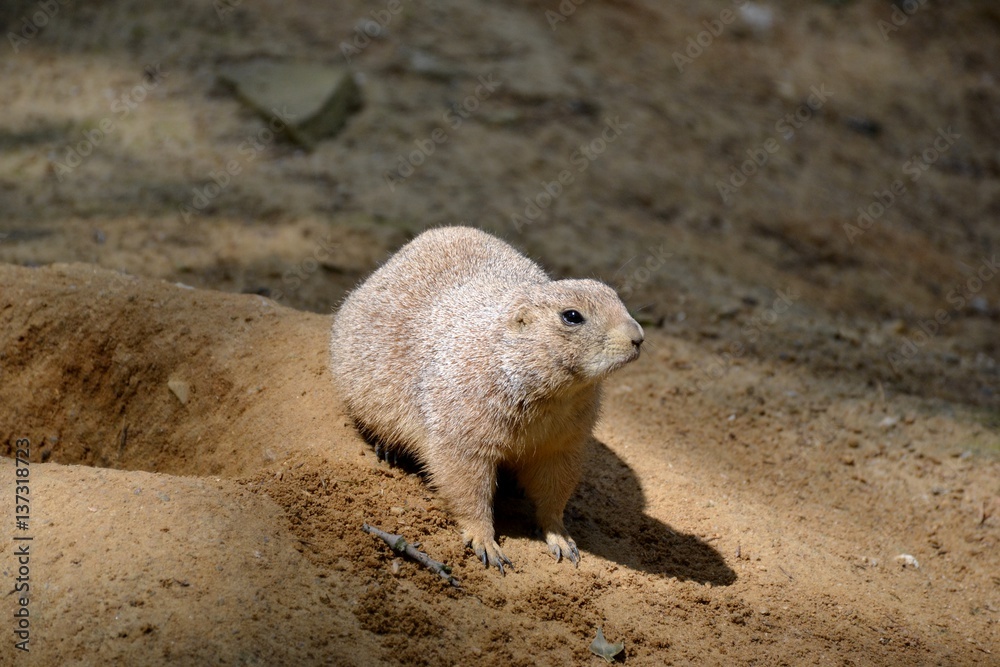 Details of wild prairie dogs and sand Details of wild prairie dogs and sand