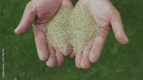 Farmer Hand Holding Wheat Grain photo