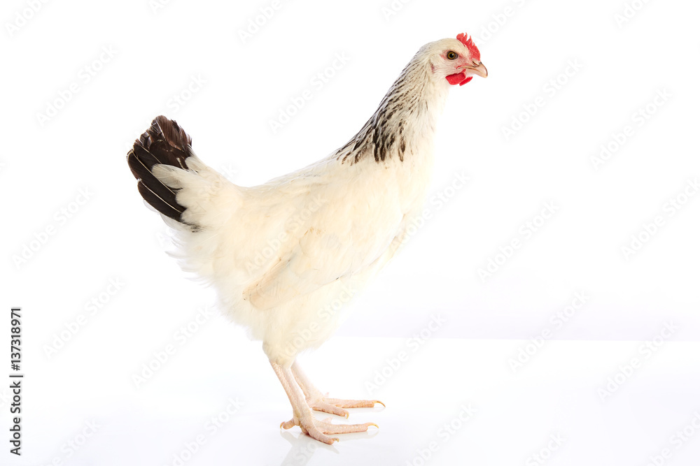 Sussex hen original from England Sussex hen original from England