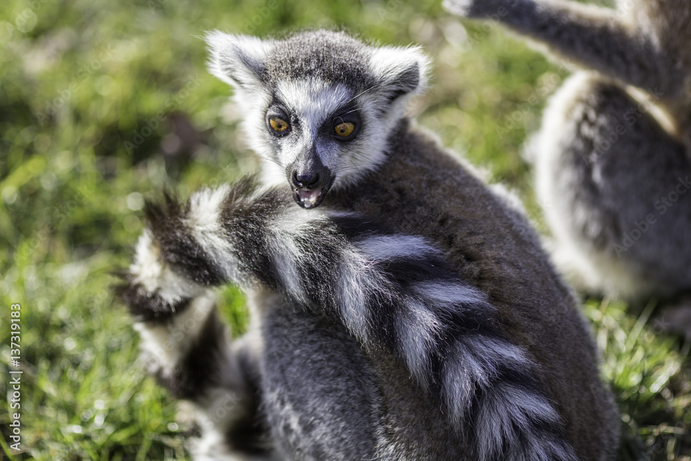 Obraz premium Funny animal surprised expression from a shocked ring-tailed lemur. Great humorous meme image.
