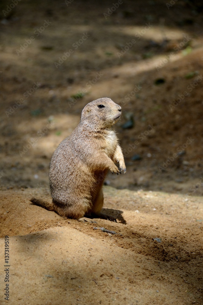 Details of wild prairie dogs and sand Details of wild prairie dogs and sand