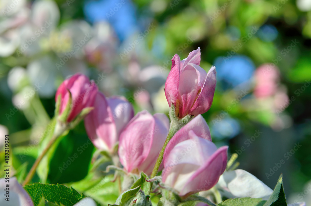 Young apple-tree flowers in the spring garden