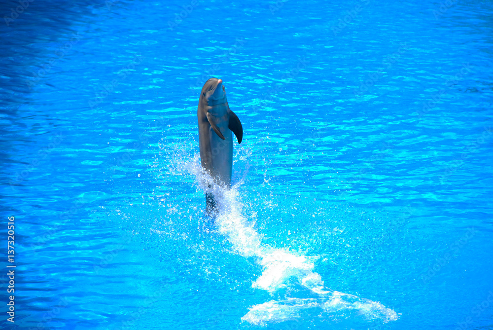 Dolphin show, Loro Park, Tenerife, Spain