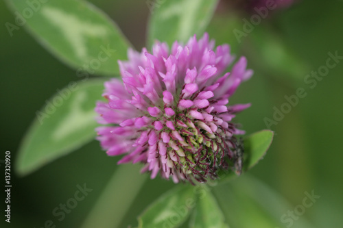 Close-up of a Clover Blossom