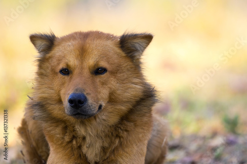 Image of brown dog on nature background. Pet.
