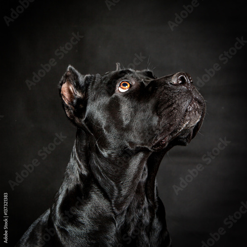 Black dog Cane corso on the black background