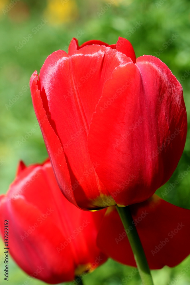 rote Tulpe