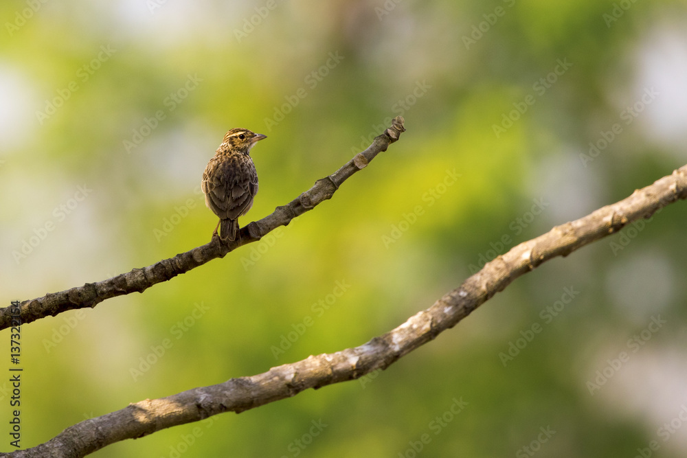 Image of bird on nature background.Wild Animals. (Lanceolated Warbler) (Locustella lanceolata) Image of bird on nature background.Wild Animals. (Lanceolated Warbler) (Locustella lanceolata)