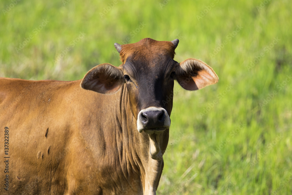 Image of brown cow on nature background. Farm Animal. Image of brown cow on nature background. Farm Animal.